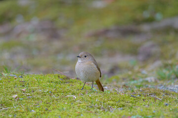 冬鳥のジョウビタキ