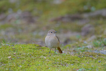小柄のジョウビタキ