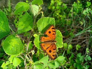 a butterfly perched on a plant leaf