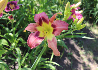 Wild And Wonderfull. Luxury flower daylily in the garden close-up. The daylily is a flowering plant in the genus Hemerocallis. Edible flower.