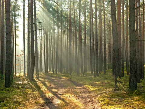 Sosnowy las w mglisty, słoneczny poranek. © boguslavus
