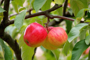 Trzy czerwone, błyszczące jabłka na gałęzi jabłoni w sadzie. - obrazy, fototapety, plakaty