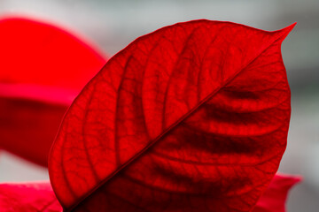 Macro close up of translucent leaf with colorful intense deep red structures of veins. Poinsettia leaf (Euphorbia pulcherrima), a plant species cultivated for Christmas floral displays and deco.
