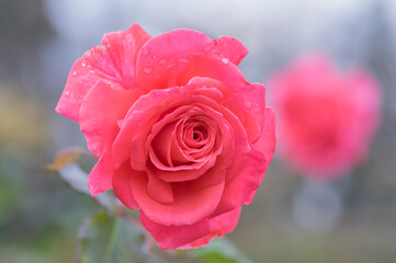 バラ　薔薇　優しい色彩のバラ