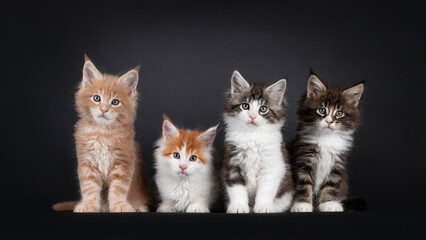 Row of four cute Maine Coon cat kittens, sitting and laying beside each other. All looking towards camera. Isolated on a black background.