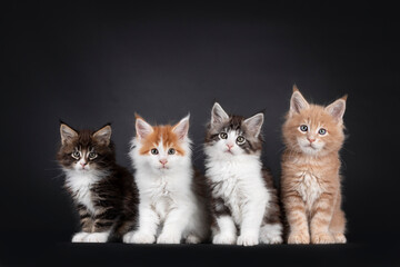 Row of four cute Maine Coon cat kittens, sitting beside each other. All looking towards camera. Isolated on a black background.