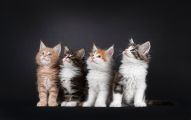 Row of four cute Maine Coon cat kittens, sitting and laying beside each other. All looking up and...