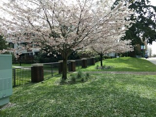 blossom trees