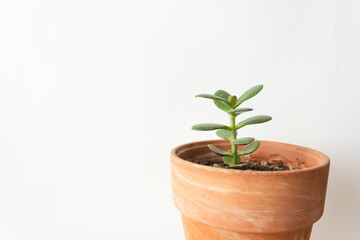 Small green sprout of succulent crassula houseplant in a ceramic pot. White background. Concept of...