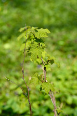 Flowering raspberry