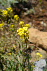 Greek Bladderpod