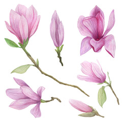 Magnolia watercolor set. Delicate magnolia flowers and buds isolated on a white background.