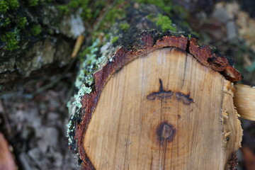 close up of a log