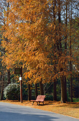 Naklejka premium autumn in the forest