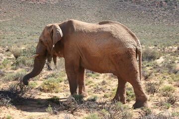 Fototapeta premium Wild animals in Africa
