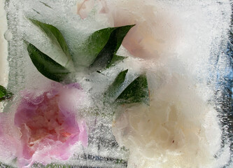 peony flower, flowers in ice, frozen flowers, garden flowers
