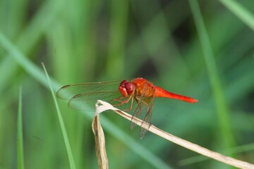 Dragonfly