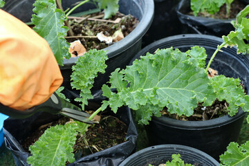 Use the tip of the sharp blade of the scissors. cut at the stem of the kale to cook.