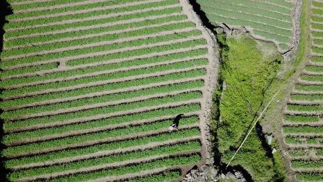 Top down ascending over farmers tilling the soil in a green vegetable garden paddy wearing straw hat holding rake spade in mountainous valley in Kabayan Benguet Philippines