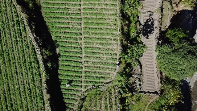 Top down descending on Farm farmers farming vegetable garden rice paddy fields in remote mountainous are in Kabayan Benguet Philippine
