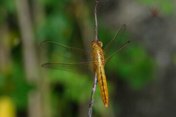 Dragonfly