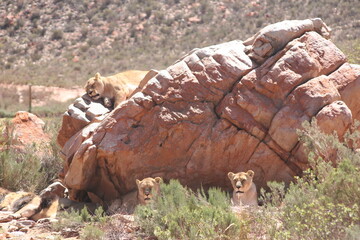 Wild animals in Africa