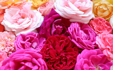 Floral pattern made of roses . Flat lay, top view. Valentine's background. Floral pattern. The pattern of flowers. Flowers pattern texture.