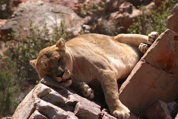 Fototapeta premium Wild animals in Africa
