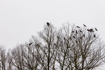Group of jackdaws birds top of the tree in winter isolated on grey sky background. Flock of crows roosting in winter forest. Tree in the sky with sitting and flying ravens.