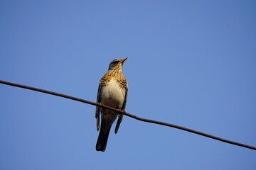 bird on a wire