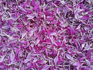 purple flower, purple chrysanthemum petals.
