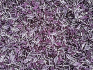 seamless purple chrysanthemum petals background.