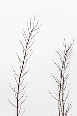 Vertical photo of winter leafless branches of a tree at grey white background. Three vertical isolated tree branches. Vertical black winter twigs.