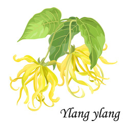 Ylang-ylang (Cananga) plant with green leaves and yellow flowers, realistic vector illustration.