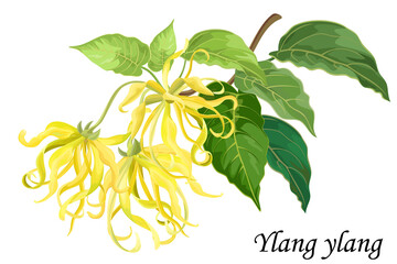 Yellow fragrant flowers Ylang-ylang (Cananga) on white background, realistic vector illustration.