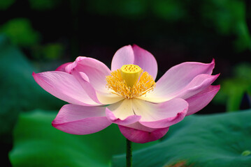 lotus flower in the pond