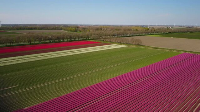 Tulips in pink and yellow growing in a field during a spring day. Drone point of view from above. Flowers are one of the main export products in the Netherlands.