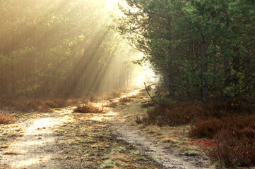 Sosnowy las w mglisty, słoneczny poranek. - obrazy, fototapety, plakaty