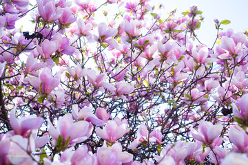 pink flowers of blooming magnolia branches in spring