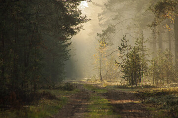 Sosnowy las w mglisty, słoneczny poranek. - obrazy, fototapety, plakaty