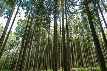 Fototapeta na wymiar Group of thin trees in the Bavarian woods , Mespelbrunn, Germany