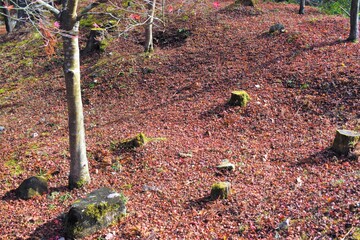 岐阜県観光紅葉
