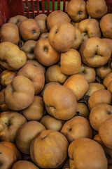 fresh organic Russet apples in the box at the market 