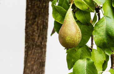 Almost ripe conference pear found in a German garden in summer