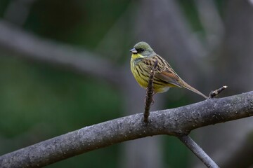 真冬に明治神宮や箕面等、身近な公園で見られる黄色と緑の美しい小鳥アオジ