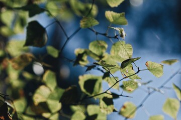 leaves in the sky
