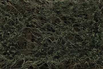 Fototapeta na wymiar Closeup withered kitchen cress herbs growth mat