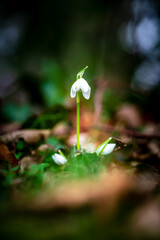 Spring snowflake flower in early spring