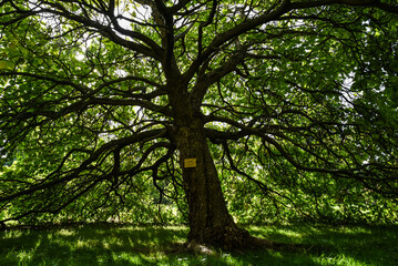Fototapeta premium Large catalpa tree standing in the national botanic garden of Belgium