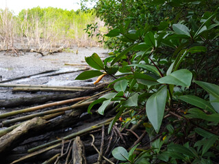 Obraz premium Mangrove forest during low tide